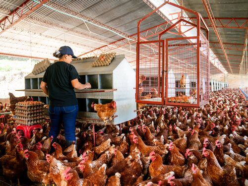 Latin American woman collecting eggs at a poultry farm while being surrounded by chickens - poultry industry concepts