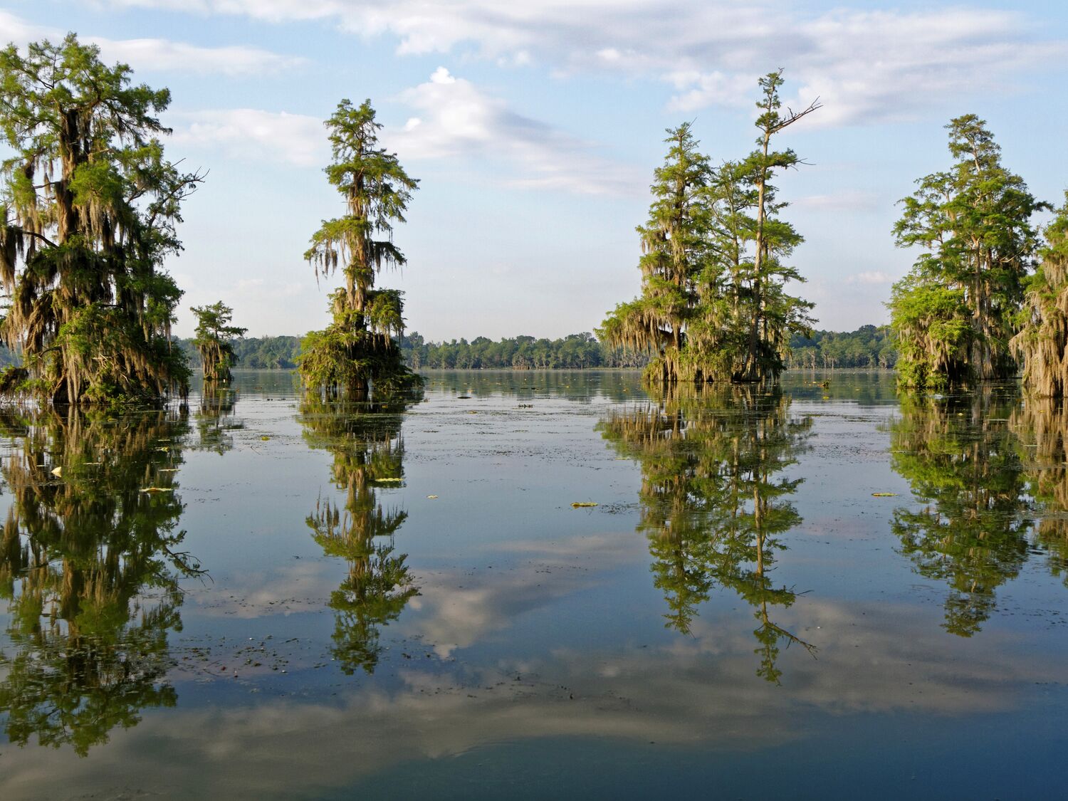 In the Bayous of Louisiana.
