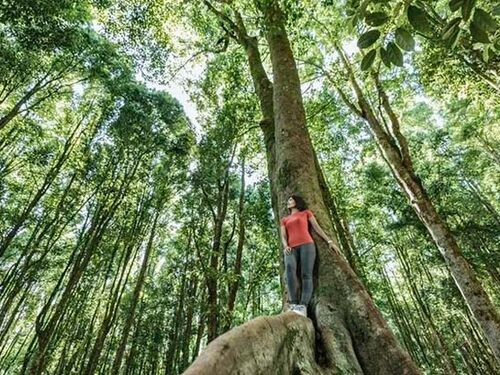 Forbes tree thumbnail 2.jpg