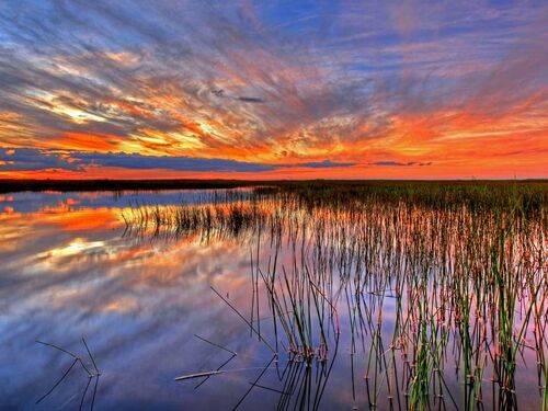 The Everglades