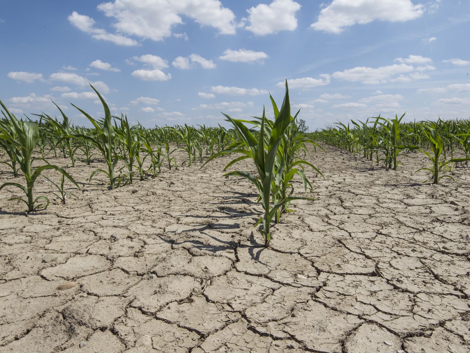 Dry field stock photo cracked ground, small plants