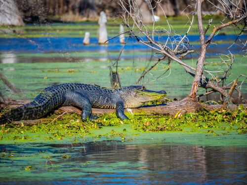 A reptilian with a sharp snout relaxing in a big log of Cajun Swamp Tours