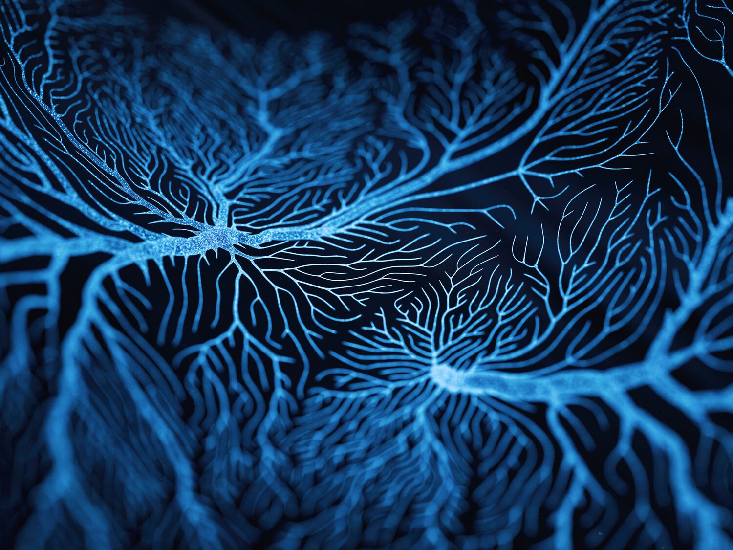 Neuron cells system disease - 3d rendered image of Neuron cell network on black background. Interconnected neurons cells with electrical pulses. Conceptual medical image.  Glowing synapse.  Healthcare, disease concept.