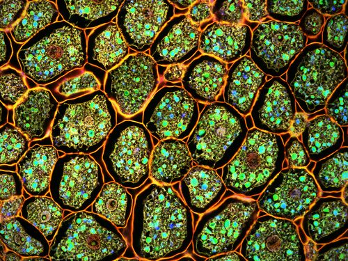 Microscopy plant cells biology nature molecular gene green confocal laser.