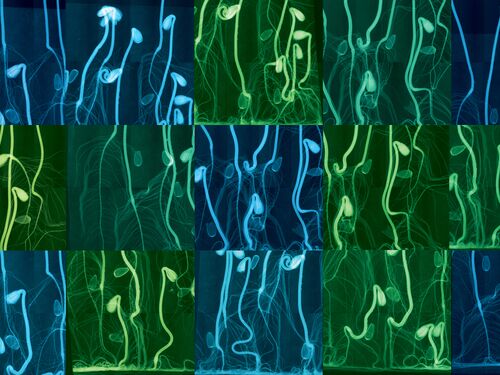 Pictured: Dornith Doherty, Sunflowers, 2009, dye coupler lenticular photograph, 29.75 x 48.5 inches. Permanent collection of the National Academy of Sciences. This print was part of the exhibition, Dornith Doherty: Archiving Eden, presented at the National Academy of Sciences in 2019.