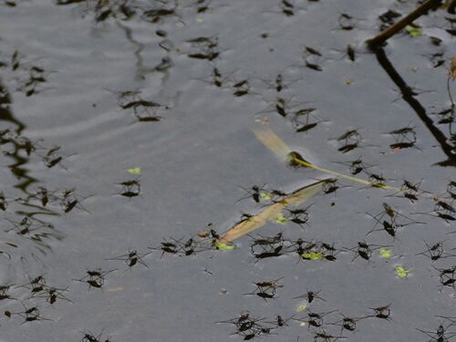 Based on Science Banner