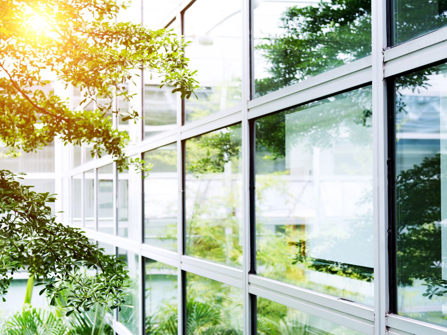 Modern office with tree