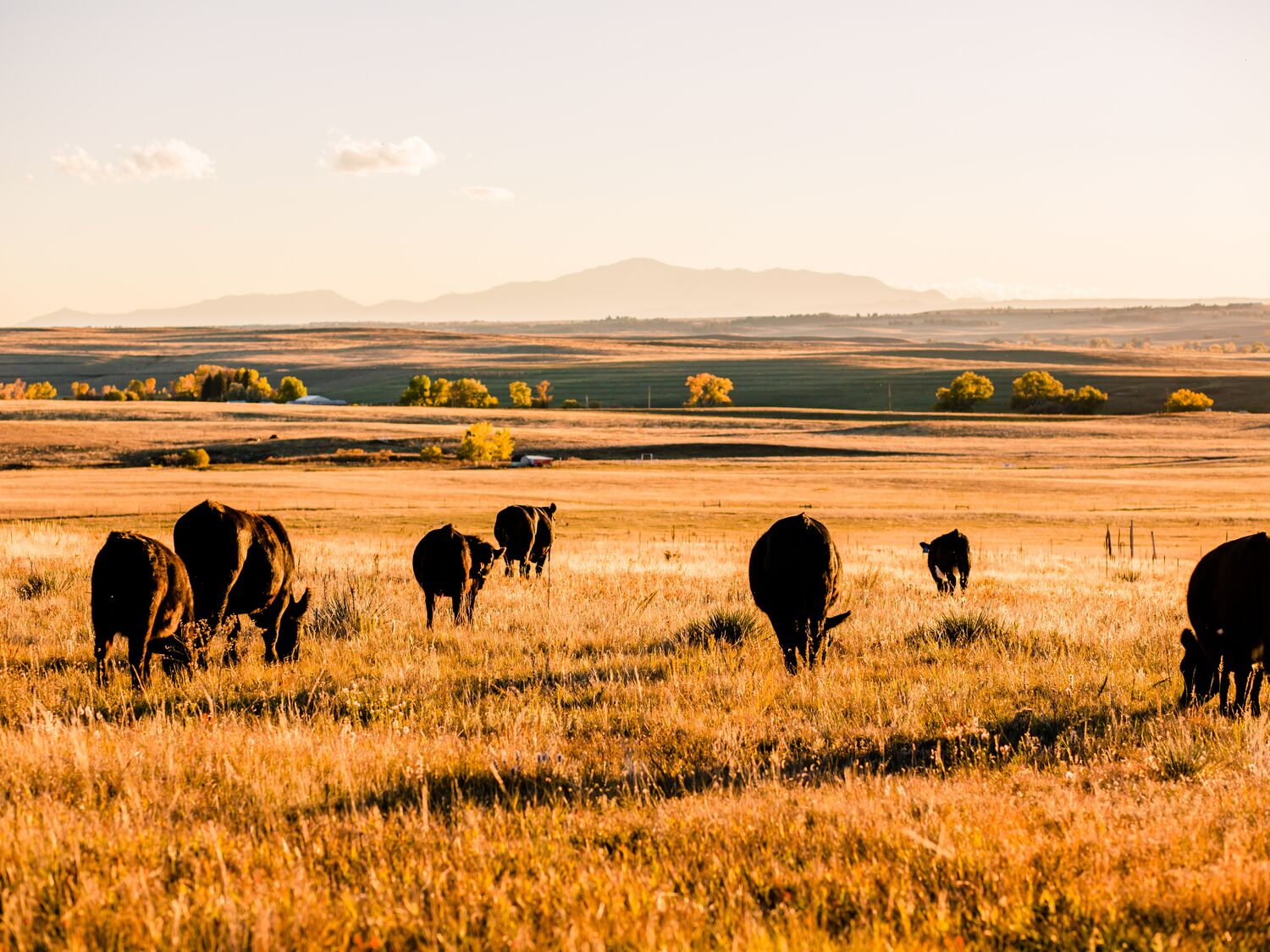 Cattle Grazing at Sunset with Mountain View