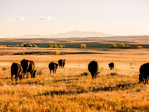 Cattle Grazing at Sunset with Mountain View