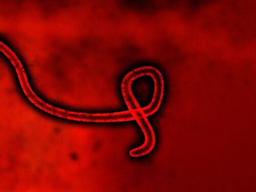 Virus particle on a red background, illustration.