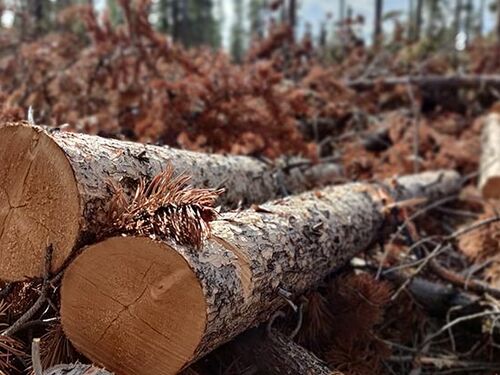 USFS forest thinning (1).jpg