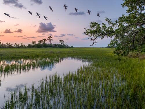 Pelicans flying home to roost over salt marsh at Hunting Island State Park in South Carolina near Beaufort