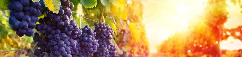 BANR_GrapeViruses_KeyImage.jpg | https://nasemoceprodcomm-nationalacademies.cec.ocp.oraclecloud.com/content/published/api/v1.1/assets/CONTD3ED71F43C33484EABCC4D84C3F995AF/native?cb=_cache_daba&format=webp&channelToken=d2dc71410b56f1d61406108f1738d0f4