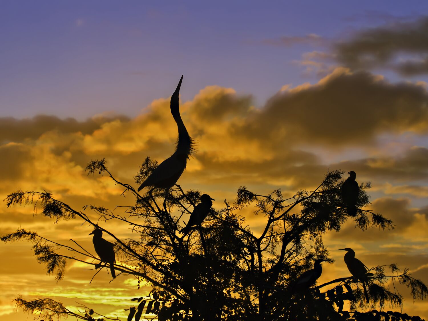 custom photo for the cover of Progress Toward Restoring the Everglades: The Eleventh Biennial Review - 2026