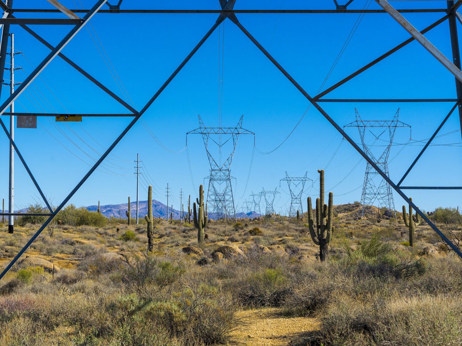 Under a powerline tower in the Sonoran desert looking toward the receeding power line and the saguaros living under it.