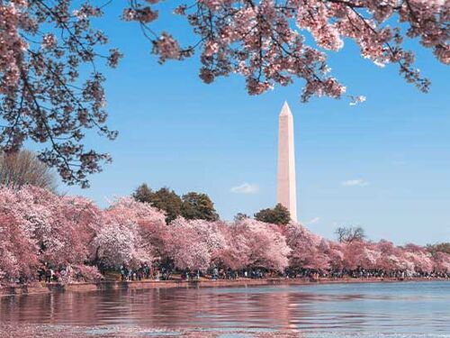 Cherry blossoms in Washington D.C.