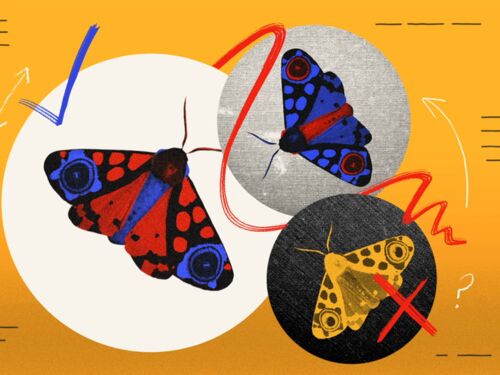3 butterfly illustrations.