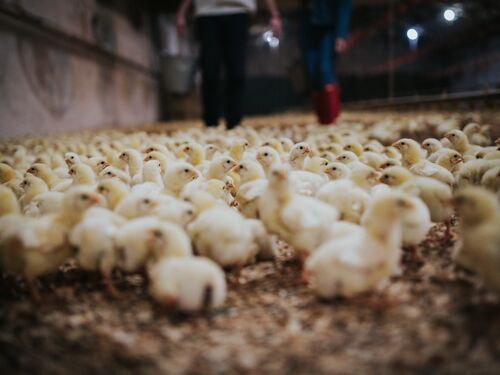 Workers in chicken farm