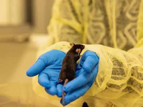 Close up of someone wearing blue gloves and holding a mouse.