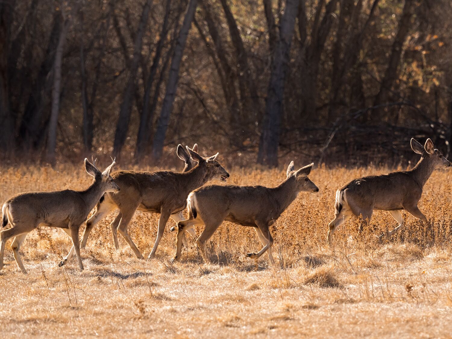 Mule Deer Running