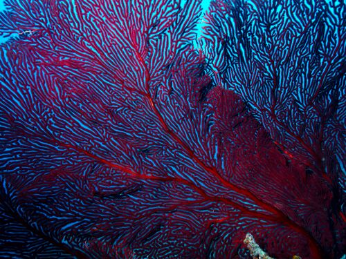 The delicate fingers of a flaming red Sea Fan a type of Gorgonian.