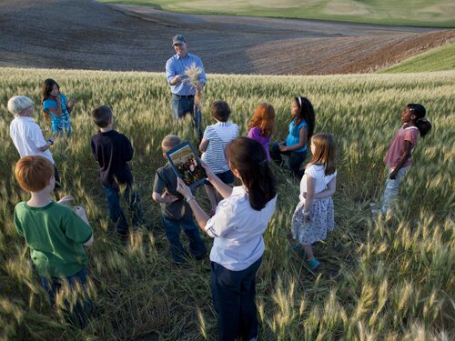 Children (6-7) on trip in wheat field