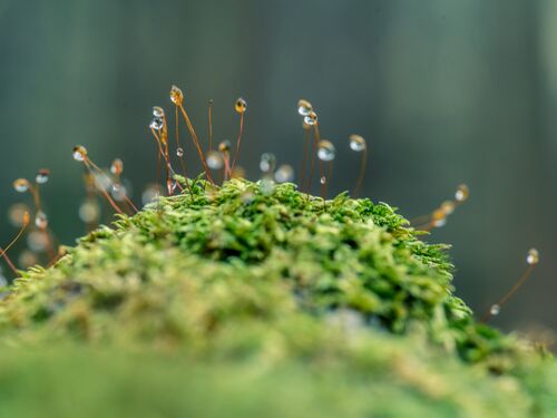 Moss sporangia with morning dew (close-up)