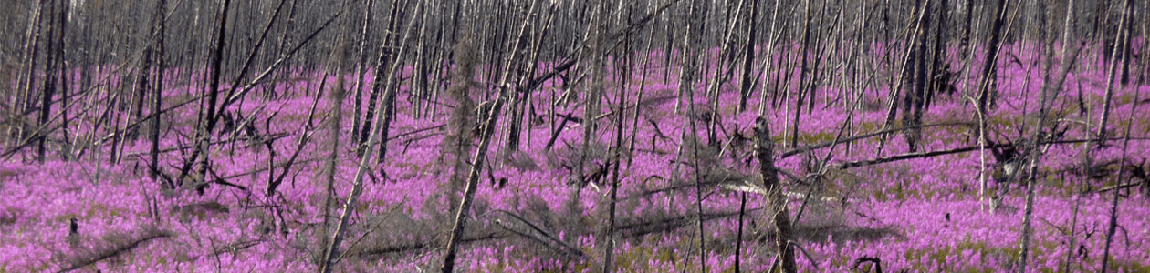 USNC-hero-image_0012_INQUA.jpg | https://nasemoceprodcomm-nationalacademies.cec.ocp.oraclecloud.com/content/published/api/v1.1/assets/CONTEC497D56EE1C4C1A916C1958ADBF3168/native?cb=_cache_daba&format=webp&channelToken=d2dc71410b56f1d61406108f1738d0f4