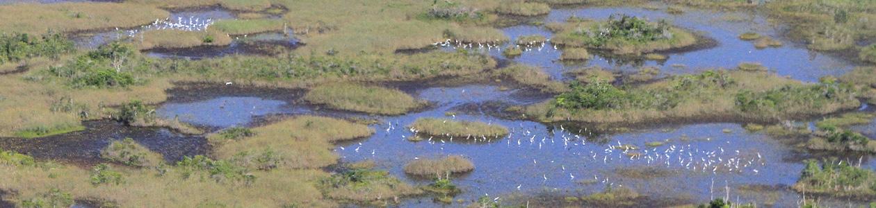 Banner-Independent-Scientific-Review-of-Everglades-Restoration-Progress-X.jpg | https://nasemoceprodcomm-nationalacademies.cec.ocp.oraclecloud.com/content/published/api/v1.1/assets/CONT8F435135ACD747CD8DB1D68F7C58D3AC/native?cb=_cache_daba&format=webp&channelToken=d2dc71410b56f1d61406108f1738d0f4