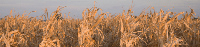 BASC-WSTB_Drought_banner-corn.jpg | https://nasemoceprodcomm-nationalacademies.cec.ocp.oraclecloud.com/content/published/api/v1.1/assets/CONTEFDFD265C3674841A42FE2C6E5057CC7/native?cb=_cache_daba&format=webp&channelToken=d2dc71410b56f1d61406108f1738d0f4