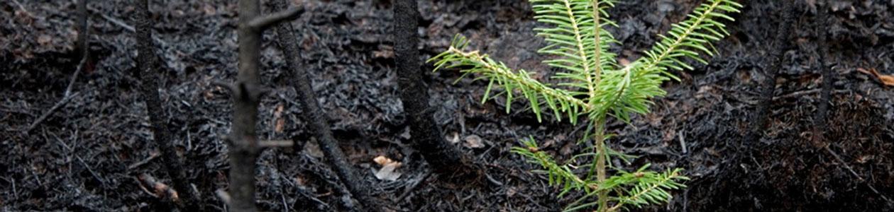 Resilient-America-Roundtable.jpg | https://nasemoceprodcomm-nationalacademies.cec.ocp.oraclecloud.com/content/published/api/v1.1/assets/CONTF454229962B24AD69CCB0A37CBEF7BA8/native?cb=_cache_daba&format=webp&channelToken=d2dc71410b56f1d61406108f1738d0f4