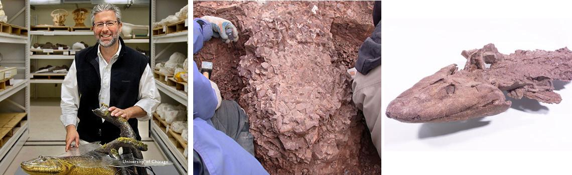Neil Shubin stands with a cast of Tiktaalik roseae at the Field Museum, Chicago (photo by John Weinstein); Steve Gatesy and Farish A. Jenkins Jr. isolating the NUFV 108 specimen (photo by Neil Shubin); Tiktaalik roseae [All photos ©University of Chicago]